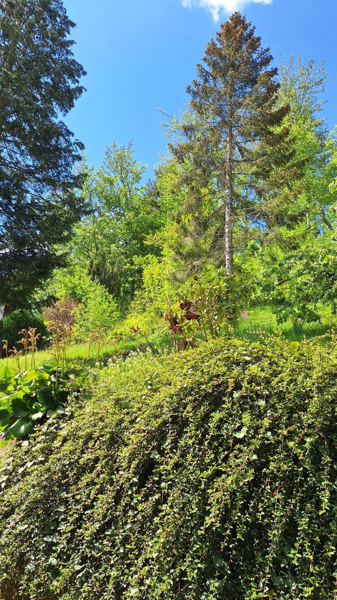 Apartamento Haus Westharz Goslar Bad Grund Exterior foto